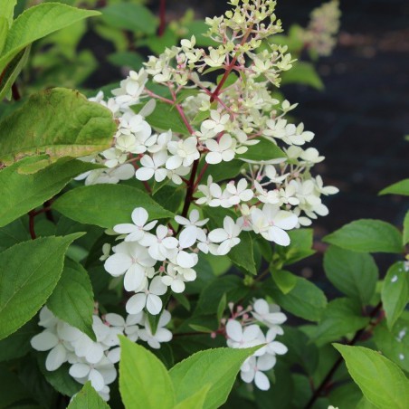 Hortensia paniculé Confetti®
