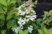 Confetti Panicle Hydrangea®