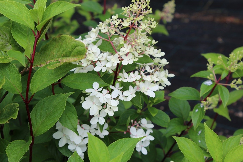 Pluimhortensia Confetti®