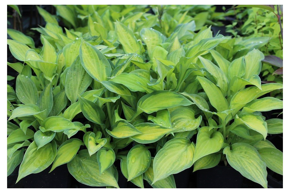 Hosta Regal Splendor (Hardyplants, CC0, via Wikimedia Commons)