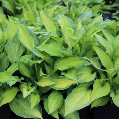 Hosta Regal Splendor (Hardyplants, CC0, via Wikimedia Commons)