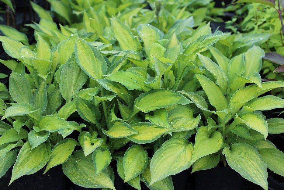 Plantain lily Paul's Glory Hosta Paul's Glory