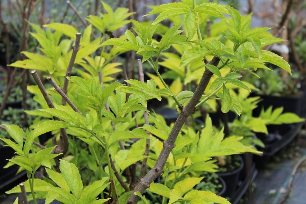 Golden Elder