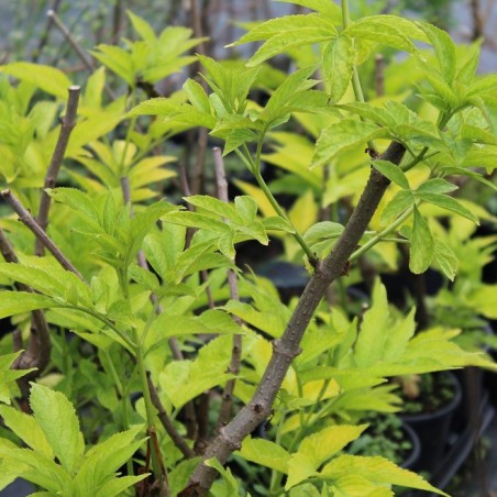 Sambucus Nigra aurea - Jardins du Monde.be