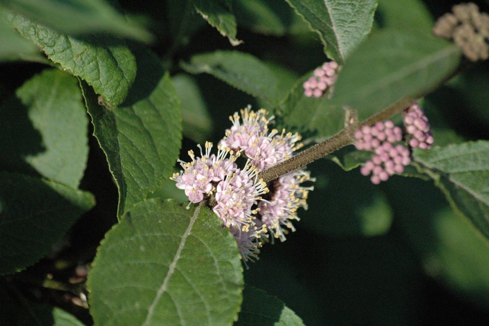 Arbuste aux bombons Arbuste aux bombons