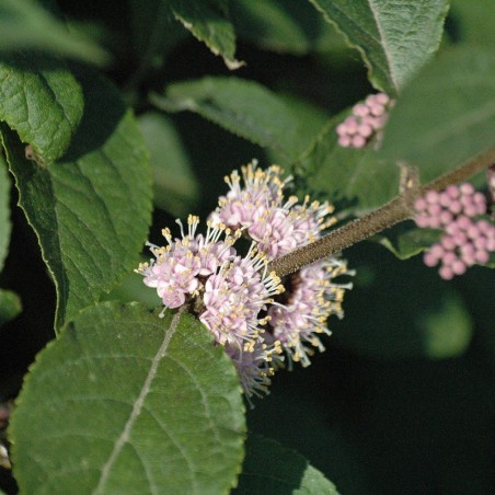 Bodinier's beautyberry - Callicarpa Bodinieri Profusion