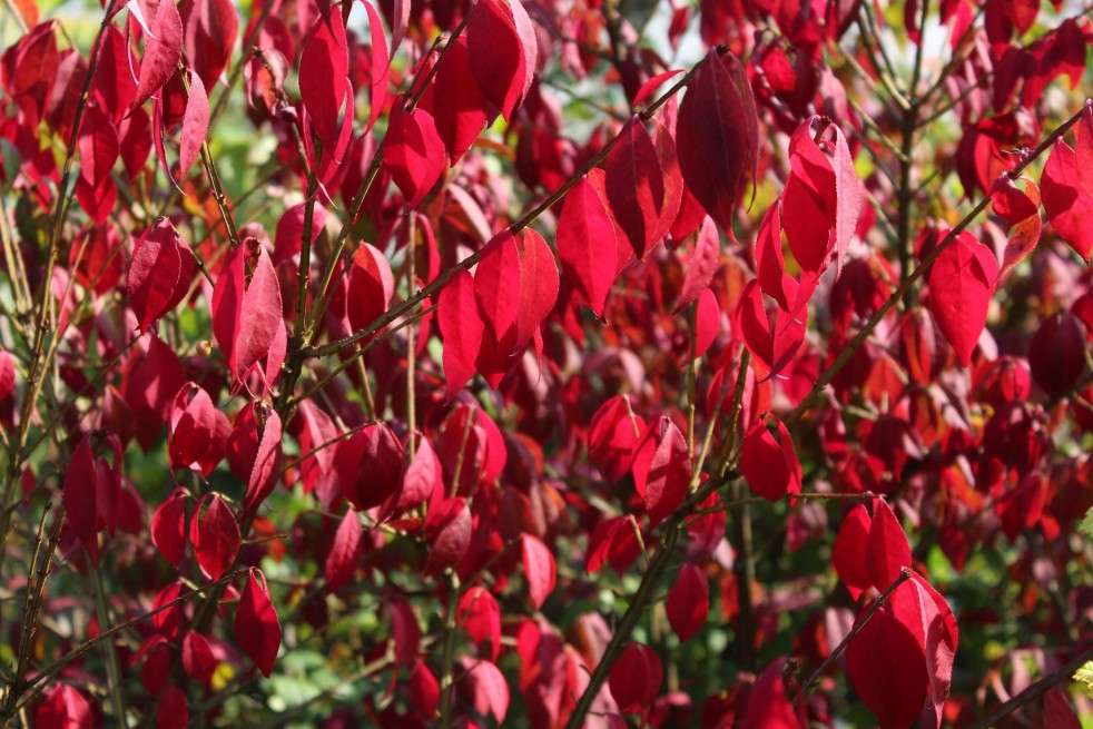 Eunonymus Alatus - Winged spindle-tree