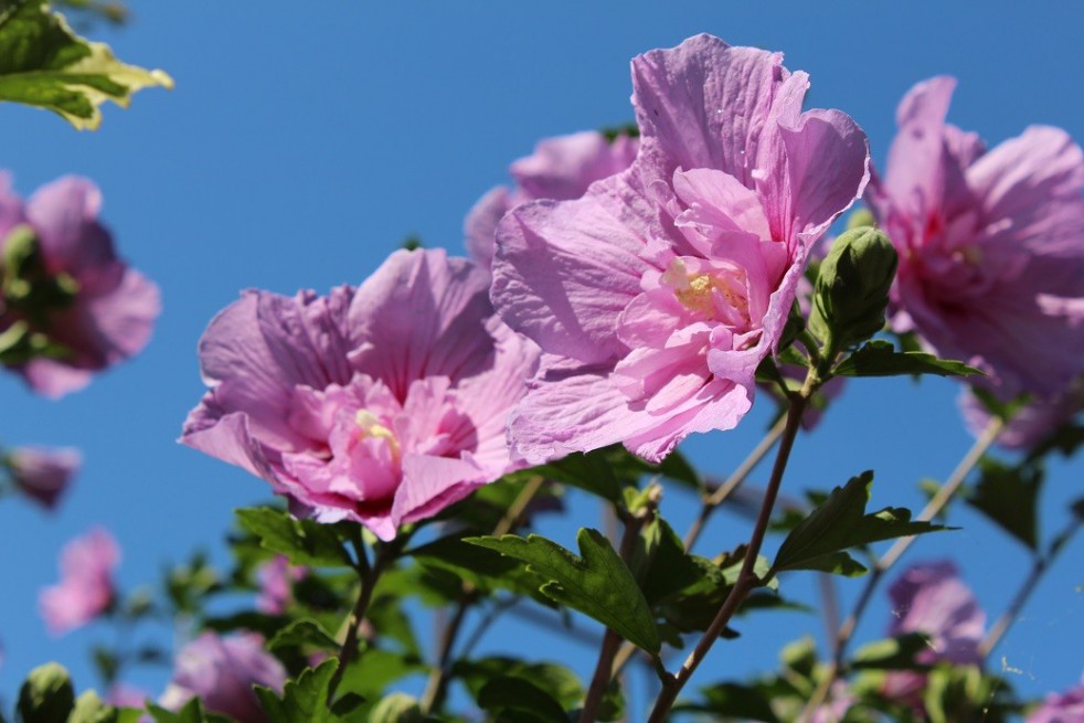 Rose mallow Pink Chiffon Rose mallow Pink Chiffon