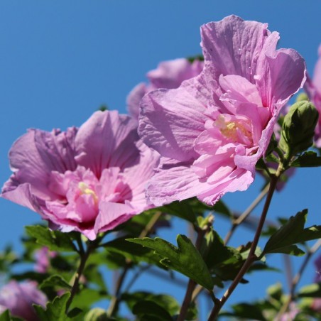 Alteastruik Pink Chiffon