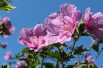 Hibiscus Pink Chiffon