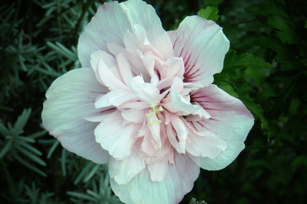 Hibiscus Starburst Chiffon - Jardins du Monde.be