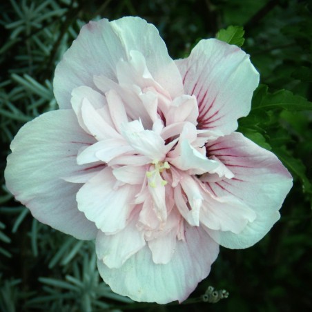 Hibiscus Starburst Chiffon - Jardins du Monde.be