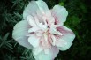 Hibiscus Starburst Chiffon - Jardins du Monde.be