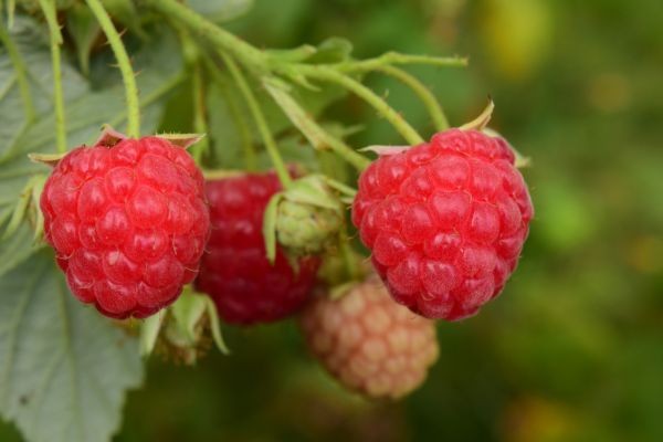 Floricane raspberry