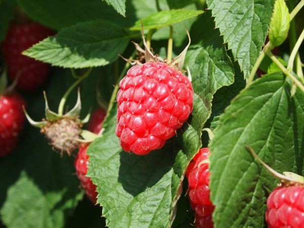 Zomerframbozen Tulameen - Rubus idaeus 'Tulameen'