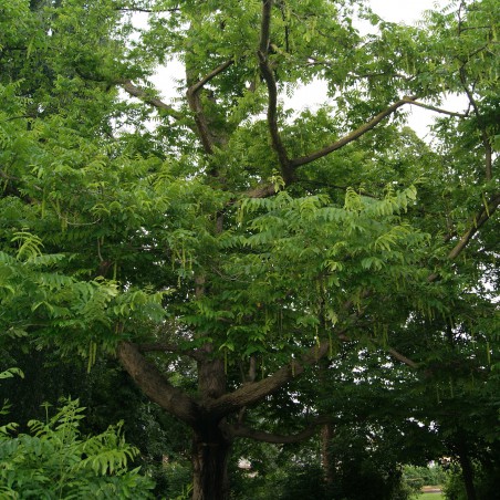 Caucasian walnut - Pterocarya fraxinifolia