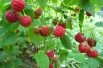 Floricane raspberry