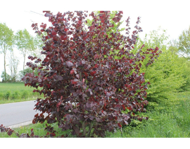 Purple Hazel tree  - Corylus  maxima Atropurpurea