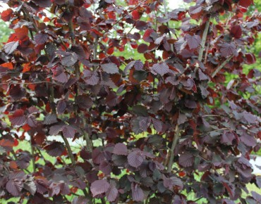Purple Hazel tree