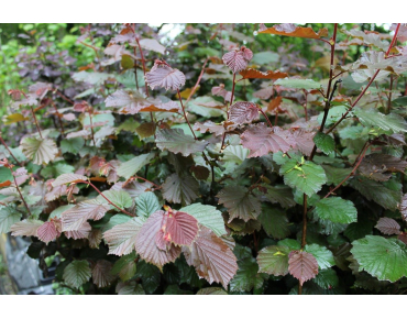 Purple Hazel tree  - Corylus  maxima Atropurpurea