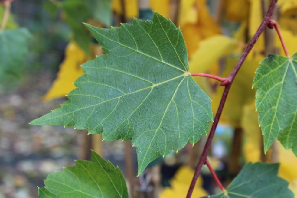 Mongolian Linden