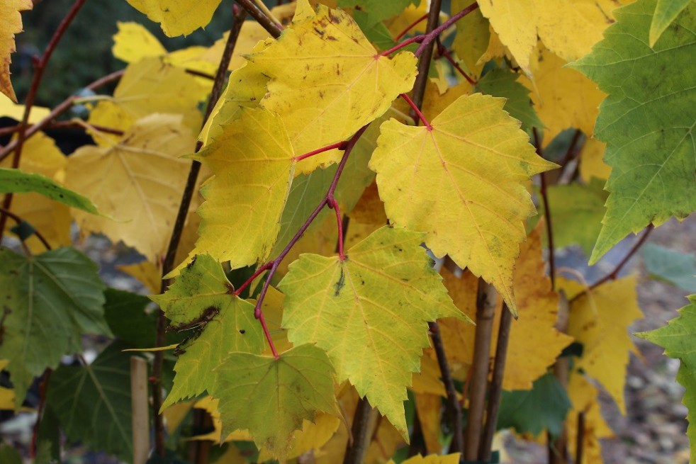 Mongolian Linden