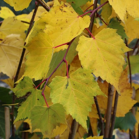 Mongolian Linden