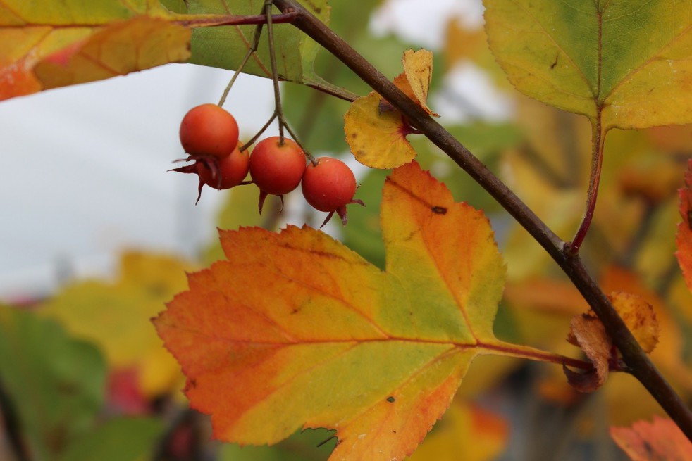 Green Hawthorn Winter King Green Hawthorn Winter King