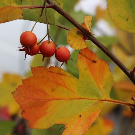 Groene meidoorn Winter King