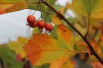 Green Hawthorn Winter King