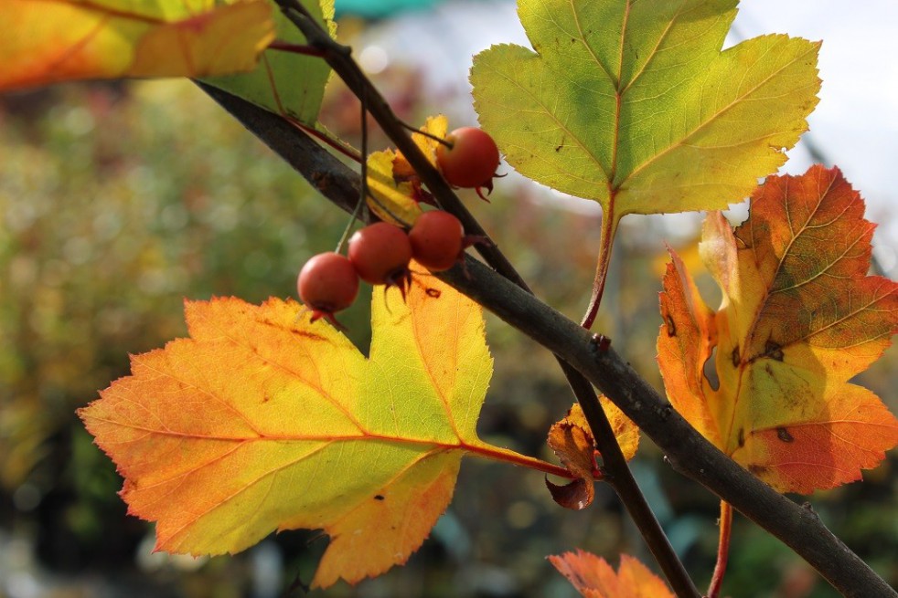 Green Hawthorn Winter King