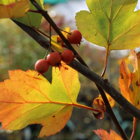Green Hawthorn Winter King