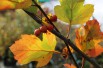 Groene meidoorn Winter King