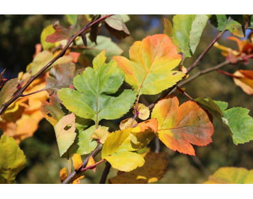 Groene meidoorn Winter King