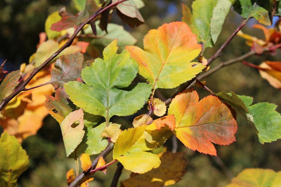 Groene meidoorn Winter King