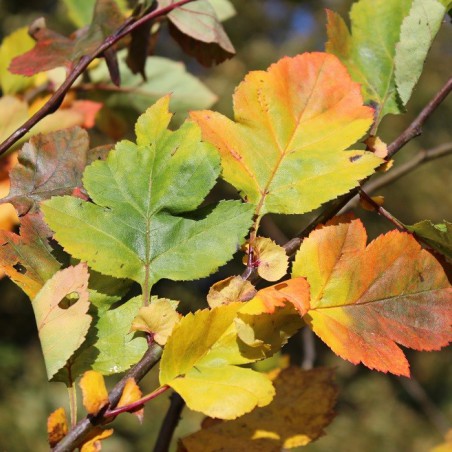 Green Hawthorn Winter King