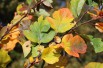 Green Hawthorn Winter King