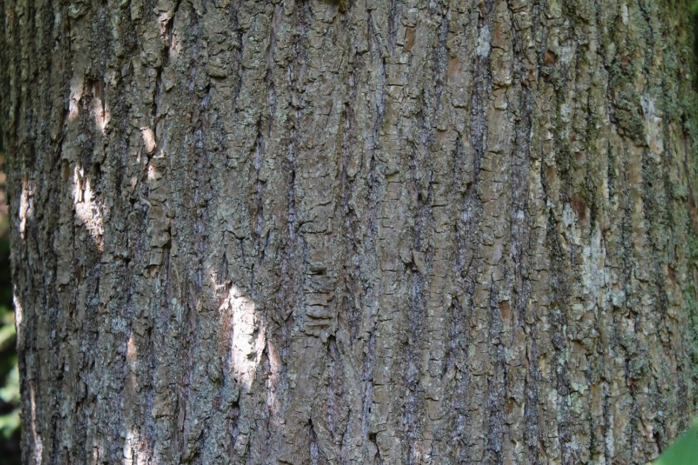 Sweet chestnut variegata