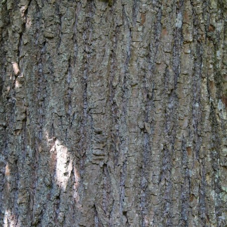 Sweet chestnut variegata