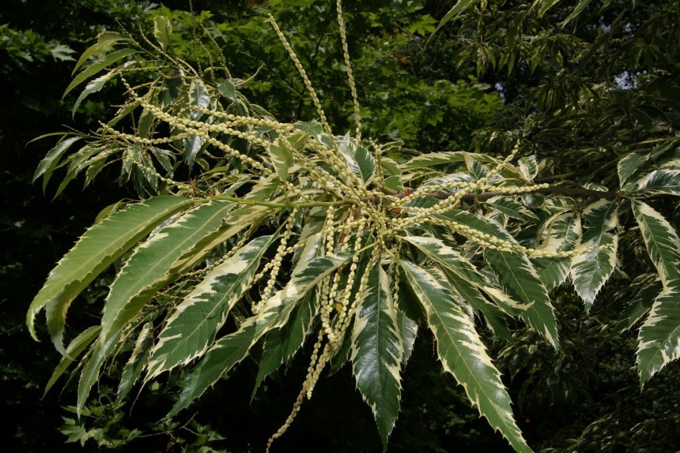 Sweet chestnut variegata