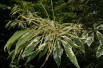 Sweet chestnut variegata