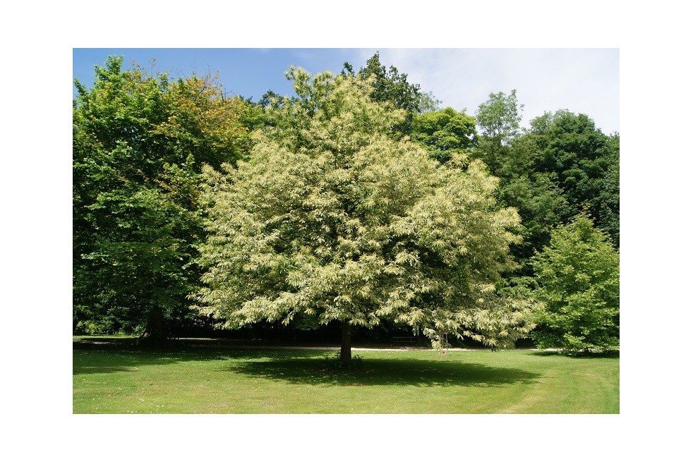 Sweet chestnut variegata