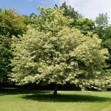 Sweet chestnut variegata