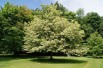 Sweet chestnut variegata