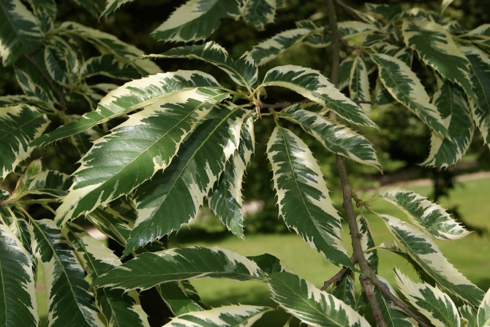 Sweet chestnut variegata