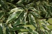 Sweet chestnut variegata
