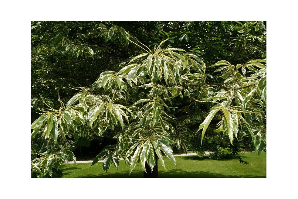Sweet chestnut variegata