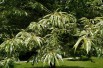 Sweet chestnut variegata