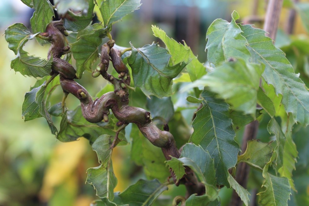 Châtaignier Vincent Van Gogh Châtaignier Vincent Van Gogh