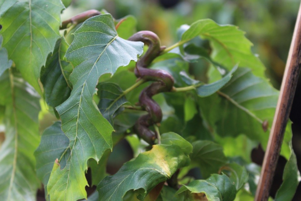 Châtaignier Vincent Van Gogh Châtaignier Vincent Van Gogh